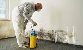 Best Commercial Mold Inspection in Amsterdam, NY