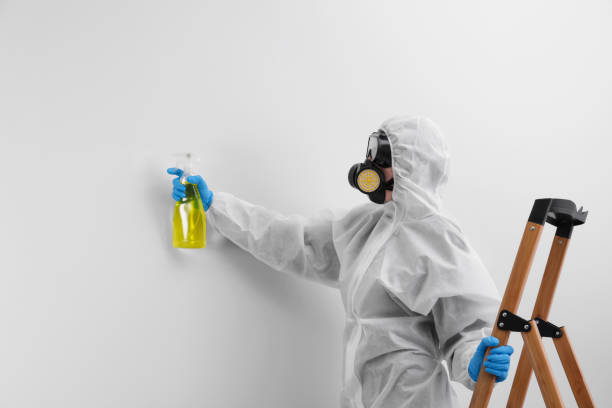 Best Environmental Consulting for Mold Prevention in Amsterdam, NY